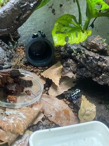 ヤドクガエル　バリアビリスサザン　オイヤポッキ