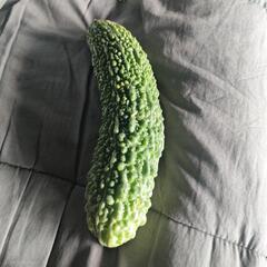 ゴーヤ