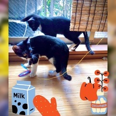 仲良し兄弟🐱🐱4ヶ月元気いっぱいです🤩