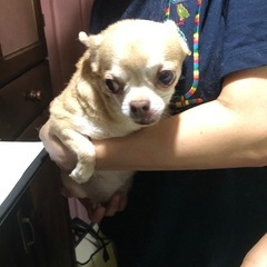 急募　チワワ飼い主探してます