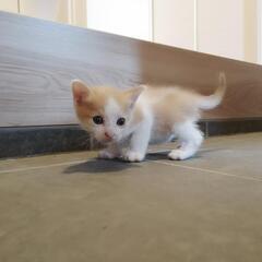 生後一ヶ月過ぎ　男の子　子猫