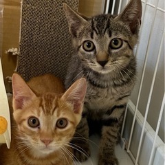 再募集開始！譲渡会に参加します！男前間違いなし！光　源氏兄弟　