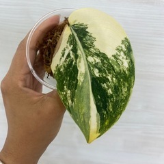 シンナプサス・ジェイドサテン・アウレア