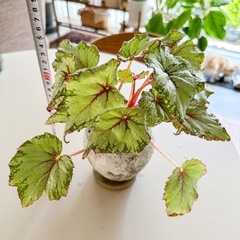 観葉植物｜レックスベゴニア アジアンツンドラ