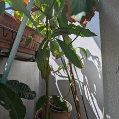 アボカド 鉢植え