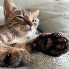 猫も人も大好きキジトラくん♡ʾʾ - 玉名市