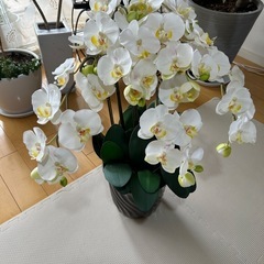 　光触媒　胡蝶蘭 