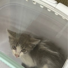 無事里親様見つかりました！【至急】里親募集