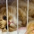 ランキングキーワードに紐づく投稿画像-子猫