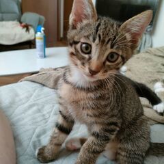 仔猫4兄弟の里親さんを募集しています。