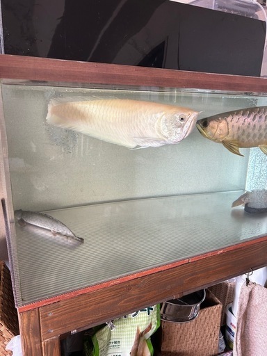 アルビノシルバーアロワナ