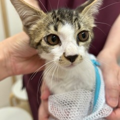 お鼻模様がキュートな男の子(=^x^=)
