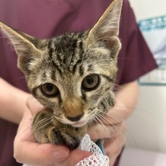 かわいいキジの男の子(=^ェ^=)