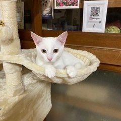 子猫の里親さん探してます