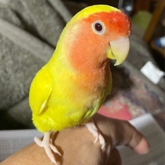 コザクラインコ　です