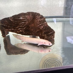 ポリプテルスセネガルスアルビノ