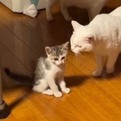 里親募集  2ヶ月の子猫