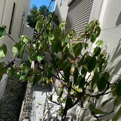 果樹苗　果林（話し合い中）