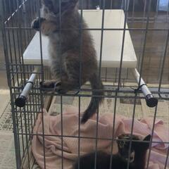子猫2匹を帯広保健所新得支所で保護しました。先日、新得町内の畑の...