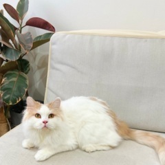 スコティッシュストレート里親募集