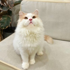 スコティッシュストレート里親募集 - 大阪市