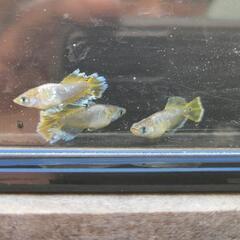 極上フロマージュメダカの画像