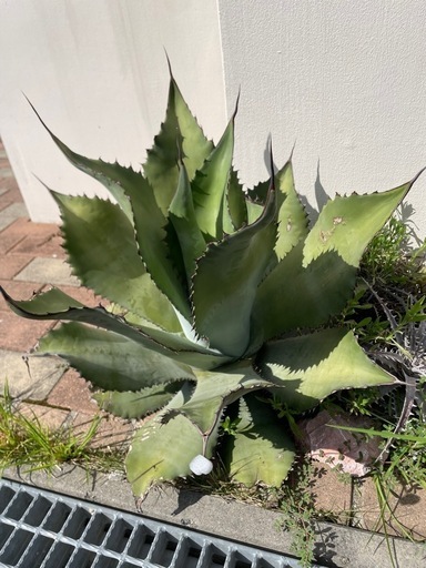 アガベ　スカポサ　大株