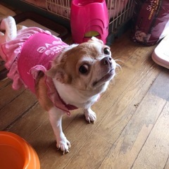 急募　チワワちょっと大きめ飼い主探してます