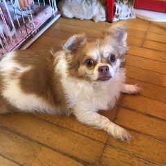 急募　チワワ大きな男の子　飼い主探してます