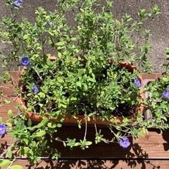 アメリカンブルー（鉢植え）