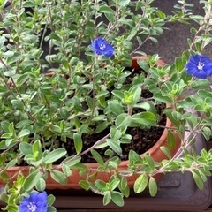 アメリカンブルー（鉢植え）の画像