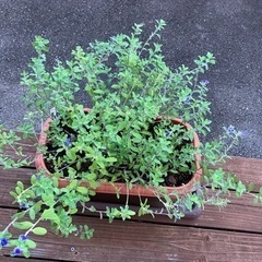 アメリカンブルー（鉢植え）の画像