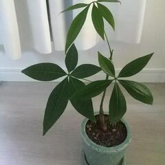 観葉植物