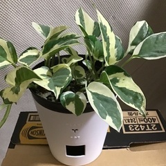 【受け渡し内定しました】ポトス（エンジョイ）です。の画像