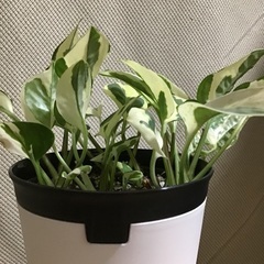 【受け渡し内定しました】ポトス（エンジョイ）です。の画像