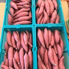 鳥取県　さつまいも　12キロ前後　新鮮　甘くて美味しい　期間限定...