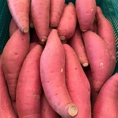 鳥取県　さつまいも　12キロ前後　新鮮　甘くて美味しい　期間限定品　お米の代わりにどうぞ！98の画像