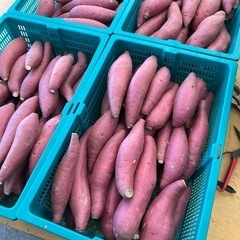 鳥取県　さつまいも　12キロ前後　新鮮　甘くて美味しい　期間限定品　お米の代わりにどうぞ！98の画像