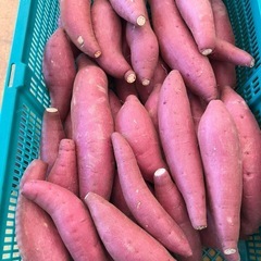 鳥取県　さつまいも　12キロ前後　新鮮　甘くて美味しい　期間限定品　お米の代わりにどうぞ！98の画像