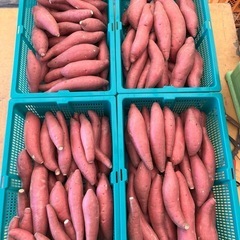 鳥取県　さつまいも　12キロ前後　新鮮　甘くて美味しい　期間限定...