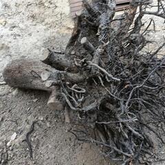 柿の木切り株の画像