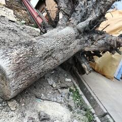 柿の木切り株の画像