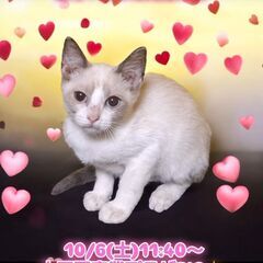 10/6(日)譲渡会。生後2ヶ月足長マンチカン♂シールポイントバ...