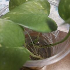 (ICEカップ)４本ㅤポトス ゴールデンㅤ水挿しㅤ観葉植物の画像