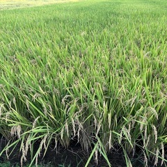 受付終了！　令和6年産　コシヒカリ　玄米　30キロ