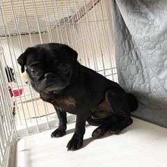 パグ　とてもおとなしい子