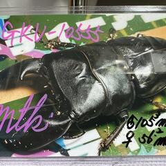 スマトラオオヒラタ クワガタ GKUの画像