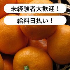 【日払い】愛媛県宇和島市吉田町法花津でミカンの収穫のお仕事！【単...