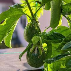 ◆ パッションフルーツ ◆　苗　観葉植物の画像