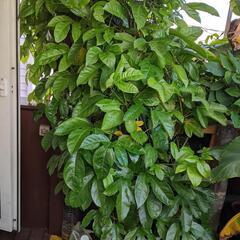 ◆ パッションフルーツ ◆　苗　観葉植物の画像